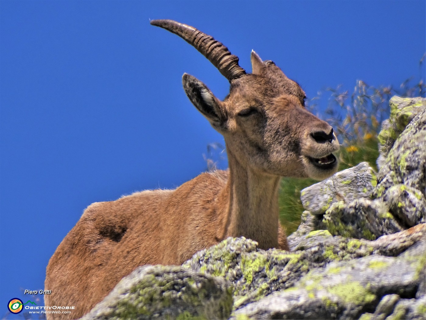 57 Un piccolo purtroppo ...unicorno.JPG